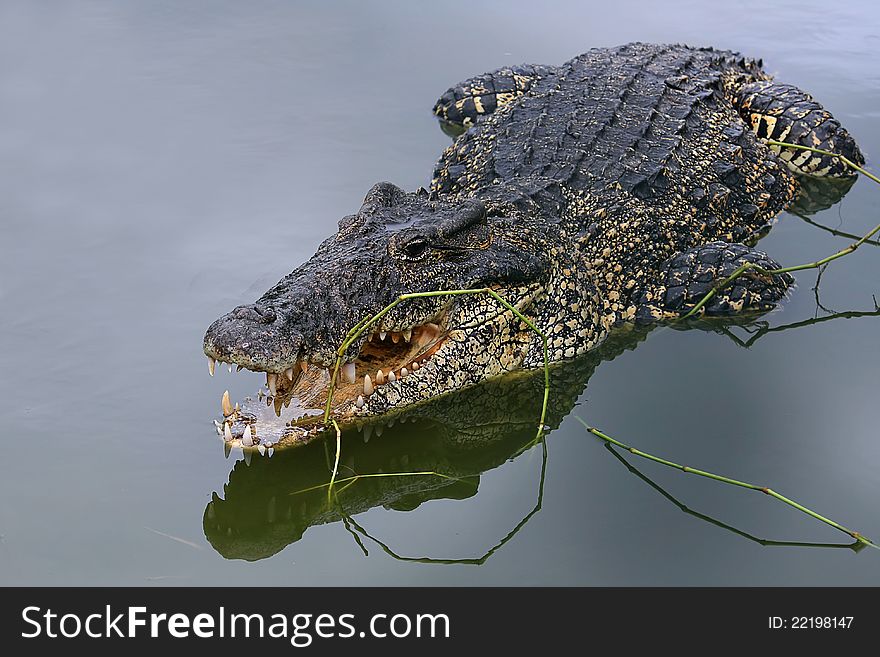 Crocodile with open mouth lying in a pond. Crocodile with open mouth lying in a pond