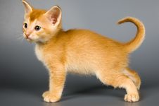 Kitten Of Abyssinian Breed Royalty Free Stock Images
