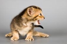Kitten Of Abyssinian Breed Royalty Free Stock Photos