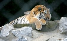 Amur Tiger 1 Royalty Free Stock Photo Amur Tiger 1 Royalty Free Stock Photo