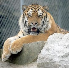 Amur Tiger 2 Royalty Free Stock Photo Amur Tiger 2 Royalty Free Stock Photo
