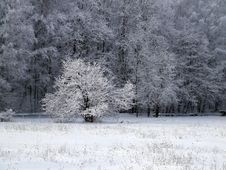 White Forest Stock Photography White Forest Stock Photography