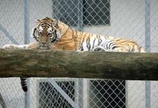 Amur Tiger 3 Stock Images Amur Tiger 3 Stock Images