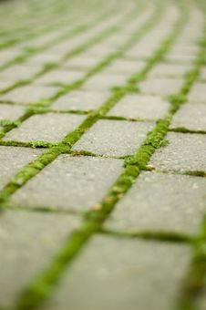 Green Moss On Brick Pathway Stock Images