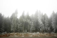 Forest In Fiog And Snow Stock Image