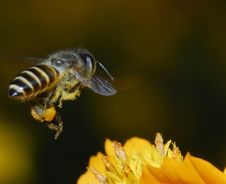 Bee And Flowers Royalty Free Stock Photography Bee And Flowers Royalty Free Stock Photography