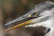 Heron Bird Head Stock Photo