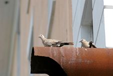 Pigeons Of Pipe Royalty Free Stock Image Pigeons Of Pipe Royalty Free Stock Image