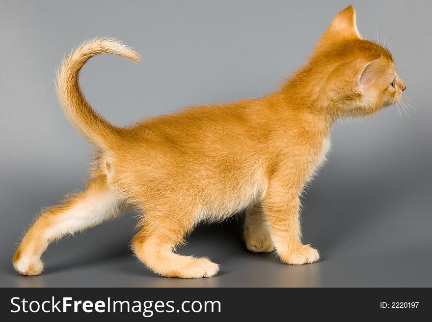 Kitten of Abyssinian breed in studio. Kitten of Abyssinian breed in studio