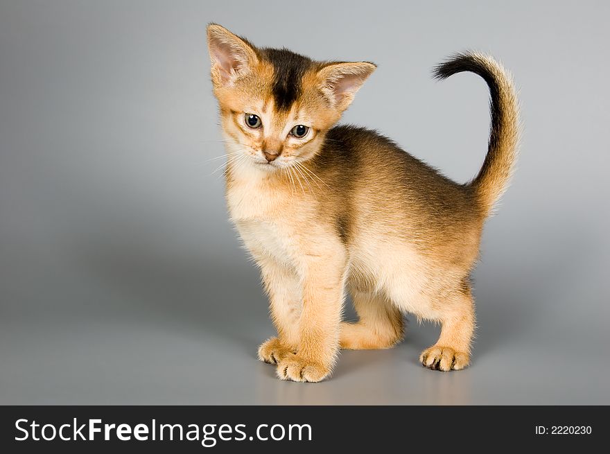 Kitten whom the first time poses in studio. Kitten whom the first time poses in studio