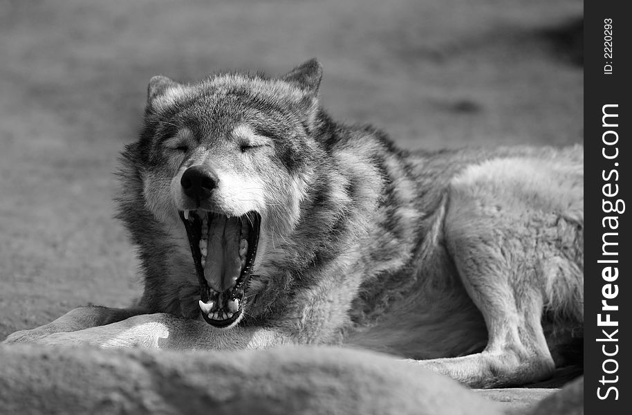 The image of the wolf with an open mouth. The image of the wolf with an open mouth