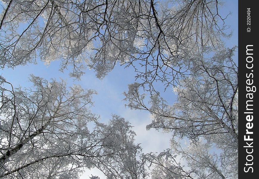 Branches of trees covered by a snow under the blue sky. Branches of trees covered by a snow under the blue sky