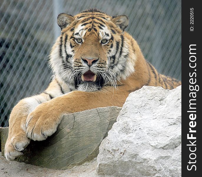 Portrait of Amur Tiger at Rest. Portrait of Amur Tiger at Rest