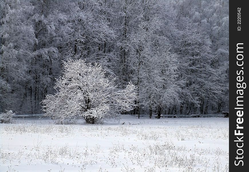 Russian forest covered by the snow. Russian forest covered by the snow