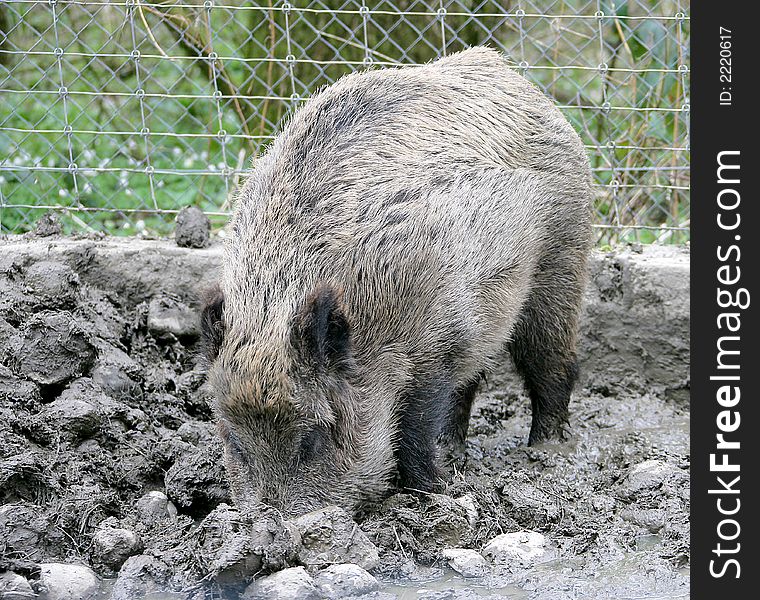 Wild boar in Its Enclosure. Wild boar in Its Enclosure