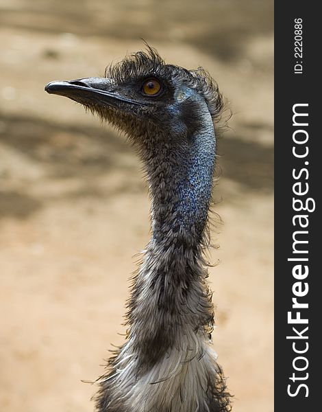 Ostrich. Zoo of Israel, Ramat-Gan