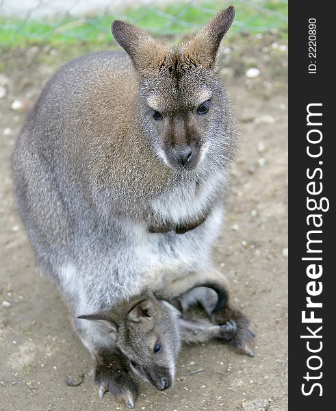 Red-necked Wallaby Female with Its Young. Red-necked Wallaby Female with Its Young