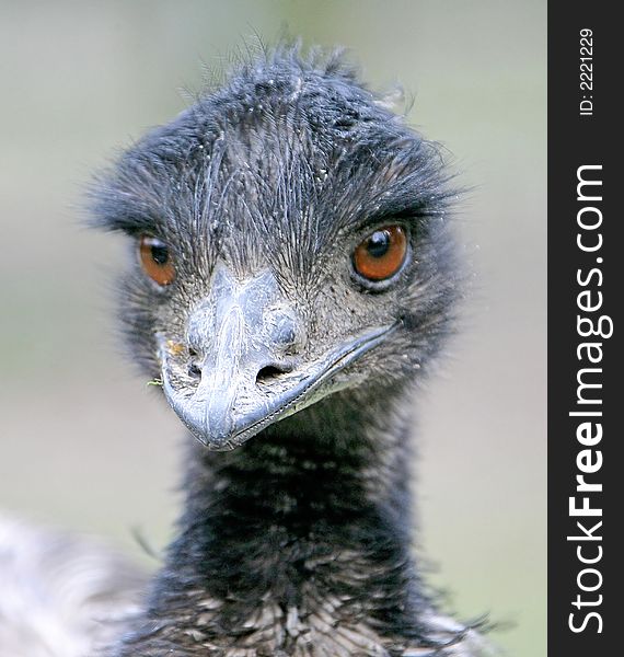 Close-up Portrait of Nice Ostrich. Close-up Portrait of Nice Ostrich