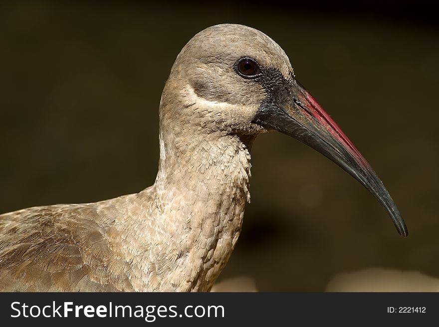 Bird 1 from world of Birds in Houtbay