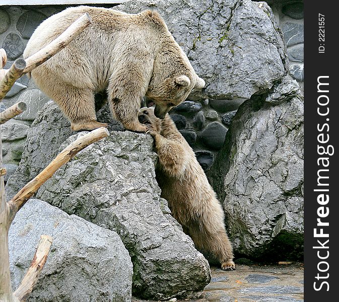 Portrait of Two Syrian Brown Bears. Portrait of Two Syrian Brown Bears