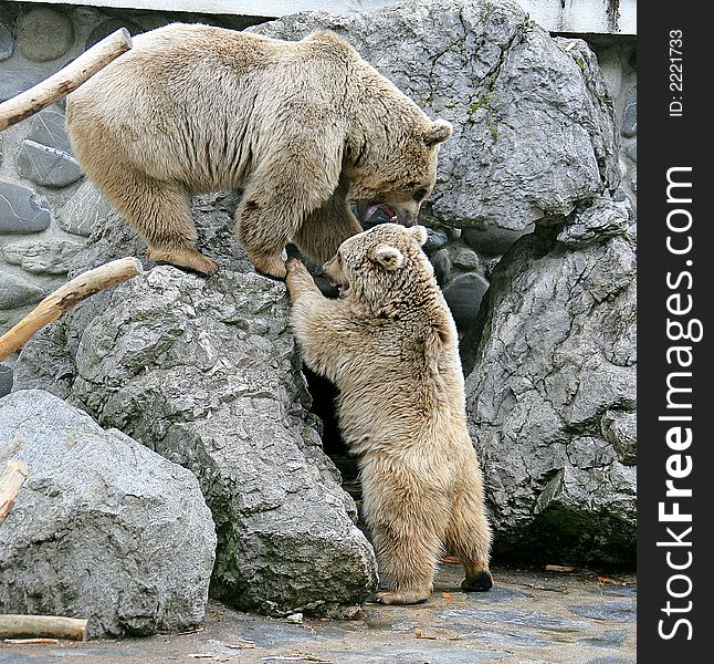 Portrait of Two Syrian Brown Bears. Portrait of Two Syrian Brown Bears