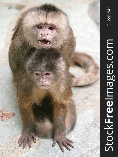 Coupling of White-fronted Capuchin Monkeys. Coupling of White-fronted Capuchin Monkeys