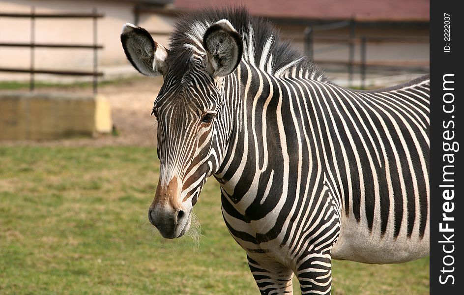 Portrait of a sad zebra in  Moscow zoo