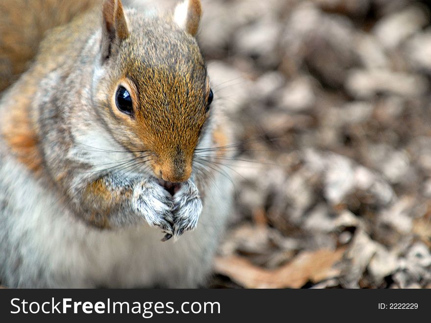 Picture of a common squirrel right after raiding one of my bird feeders.