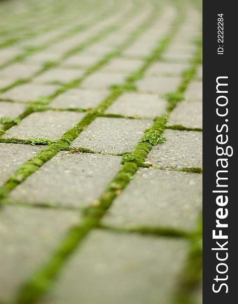 Green moss grows between bricks on pathway. Green moss grows between bricks on pathway