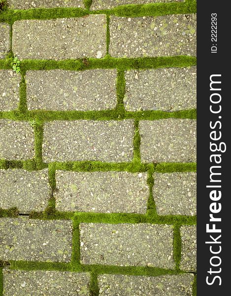 Green moss grows between bricks on pathway. Green moss grows between bricks on pathway