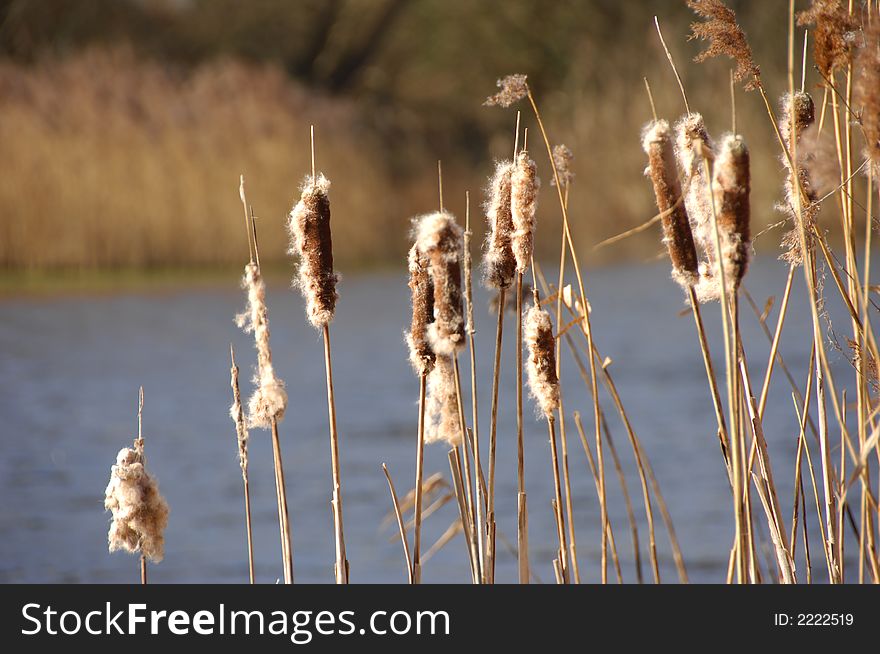 Reeds on a spring day in front of a lake