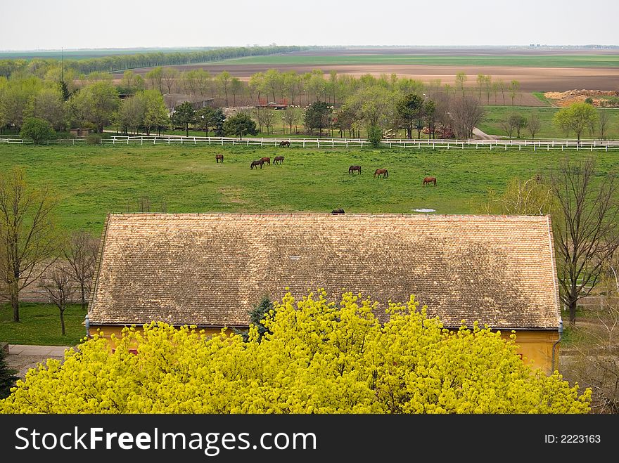 Horses on a farm seen behind a flourishing tree and a house