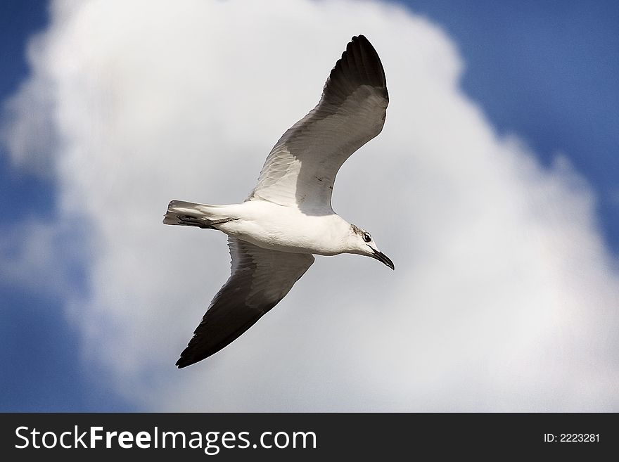 Flying Seagull in a cotton clouded bluesky