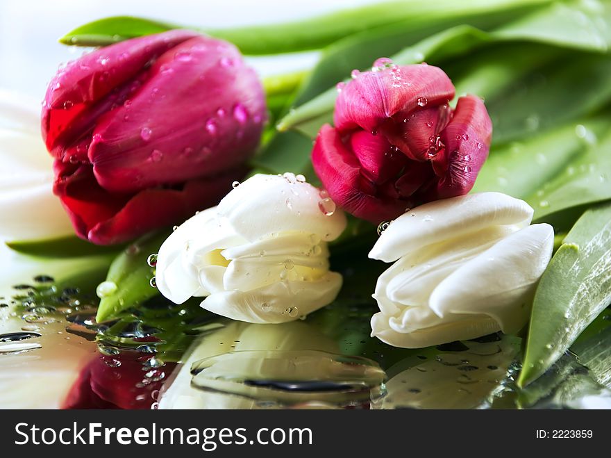 Beautiful bouquet of tulips with reflection on a white background