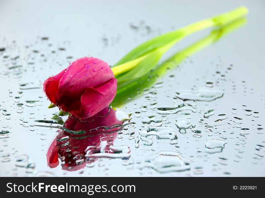 Beautiful tulip with reflection with drops of water