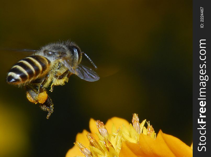 Bee and flowers in the gardens