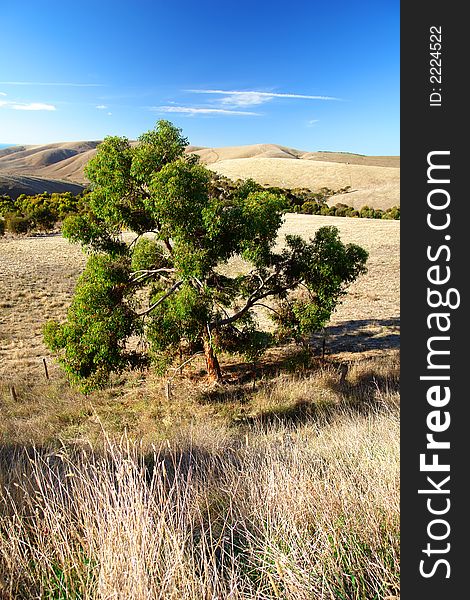 Large Gum Tree at Rapid Bay, South Australia