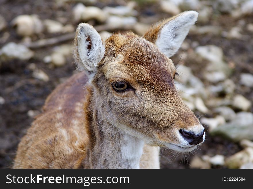 Small deer in the natural park of Chartreuse in the french Alps. Small deer in the natural park of Chartreuse in the french Alps
