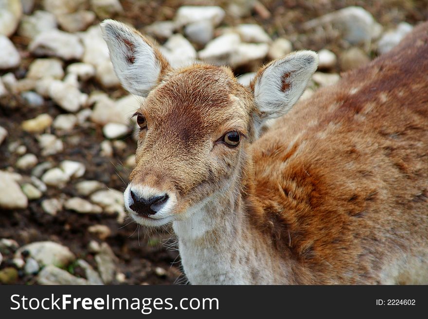 Beautiful deer in the natural park of Chartreuse in the french Alps