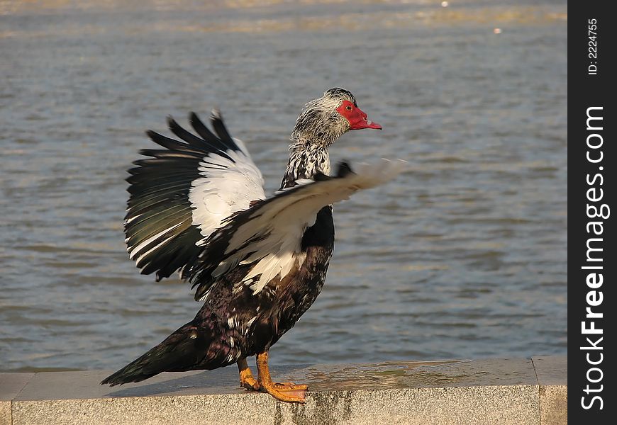 Black donald duck in europe