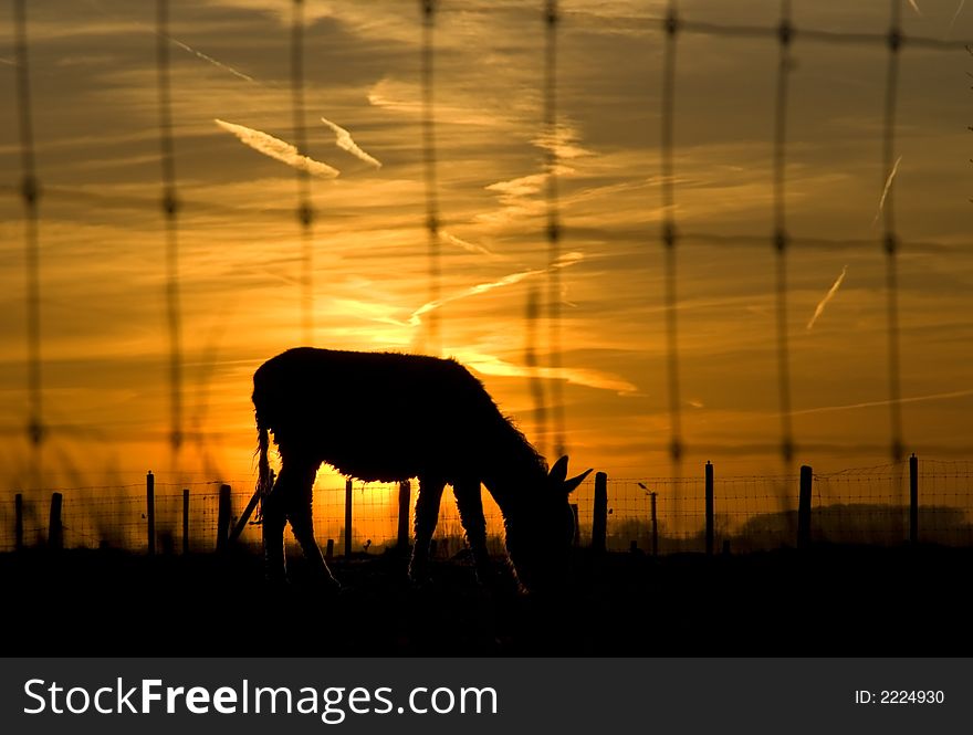 Colorful sunset with backlit mule grazing behind fence