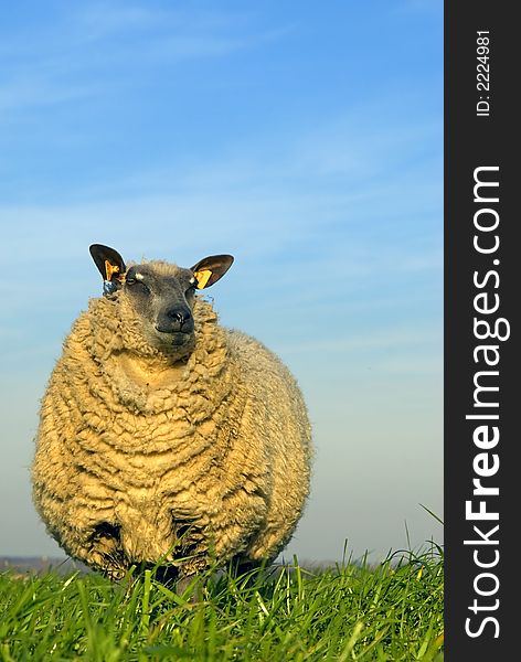 Sheep on grass with blue sky, looking at the camera