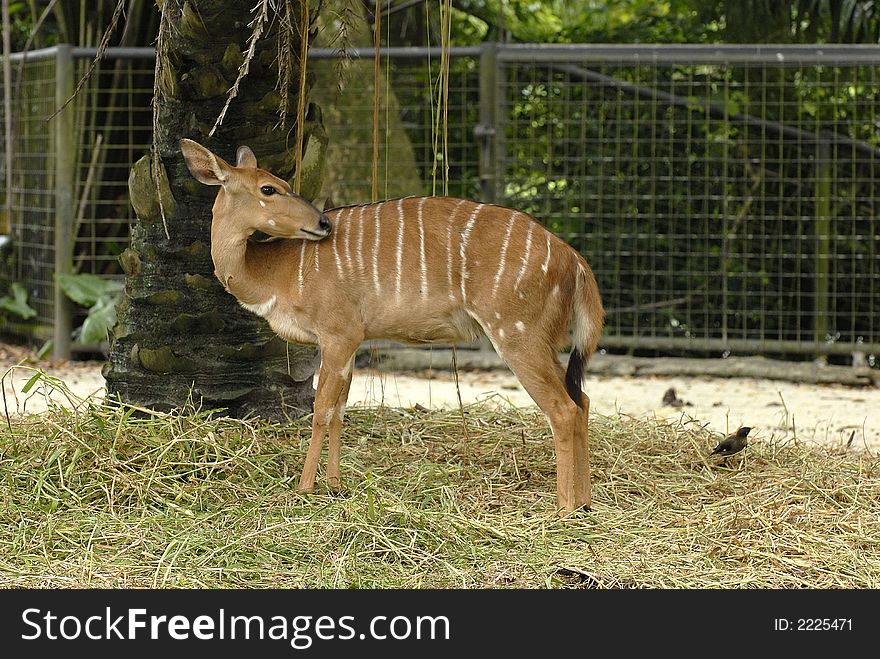 One cage nyala is staring on a crow on his back