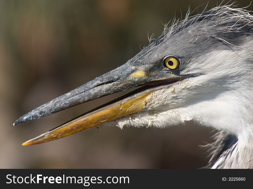 Close-up photo of heron bird nestling head with big beak. Close-up photo of heron bird nestling head with big beak