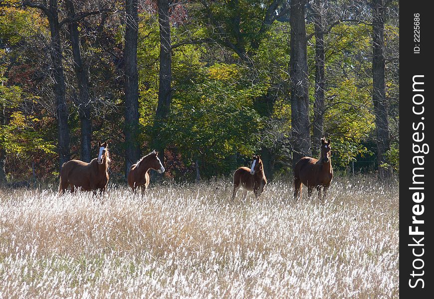 Wild horses free in the plains