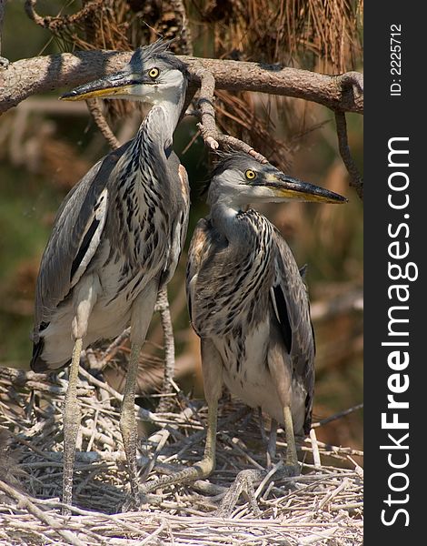 Baby bird of heron in the nest