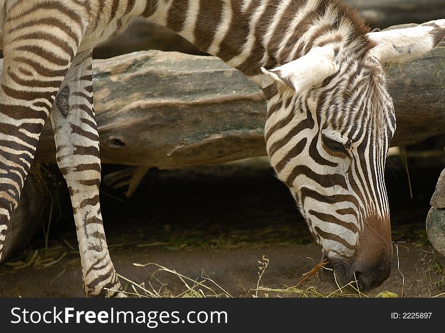 A stunning look of a zebra. A stunning look of a zebra