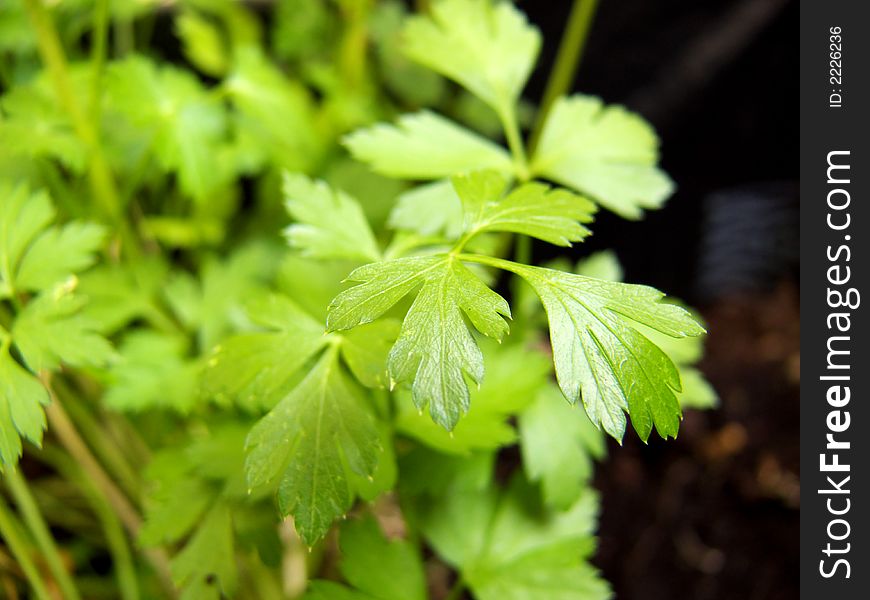 Parsley leaves in home garden, new life, Petroselinum crispum,. Parsley leaves in home garden, new life, Petroselinum crispum,