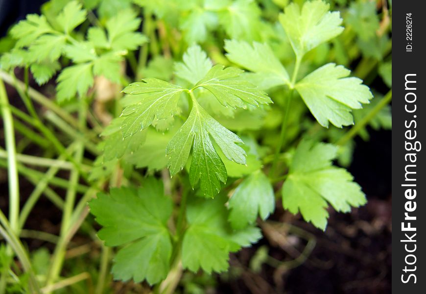 Parsley leaves in home garden, new life, Petroselinum crispum,. Parsley leaves in home garden, new life, Petroselinum crispum,