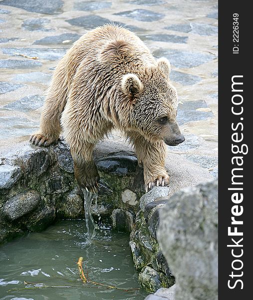 Portrait of Young Syrian Brown Bear. Portrait of Young Syrian Brown Bear